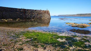 Sennen Harbour Wall This landscape photograph, taken in the afternoon during the summer season, features the stone harbour wall at Sennen Cove Harbour in Cornwall, England, United Kingdom. The image showcases the tidal shoreline with green algae and seaweed exposed on the sandy and rocky foreground, while calm sea water reflects the clear blue sky. The harbour wall, constructed from large stones, includes a metal ladder affixed to its side, and is a prominent feature of this coastal area. In the background, the coastline leads towards Cape Cornwall, which is visible as a distant landmark on the northern side of the horizon. The photograph highlights the maritime character of Sennen Cove and its connection to the harbour and sea.